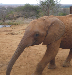 Elephant